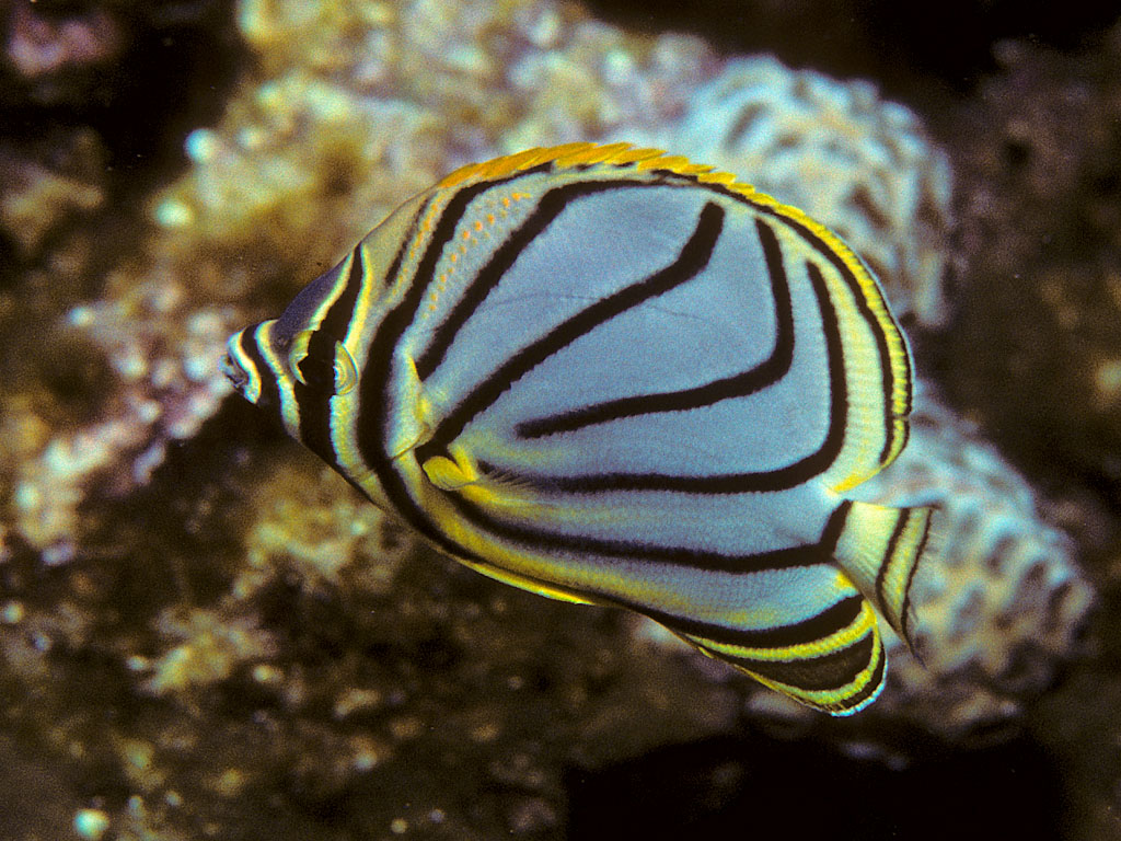 Scrawled Butterflyfish (Chaetodon meyeri) |commons:File:Bep chaetodon meyeri.jpg