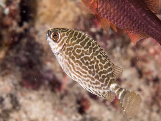 Scribbled Rabbitfish (Siganus spinus) |commons:File:Scribbled rabbitfish (Siganus spinus) (28822254937).jpg