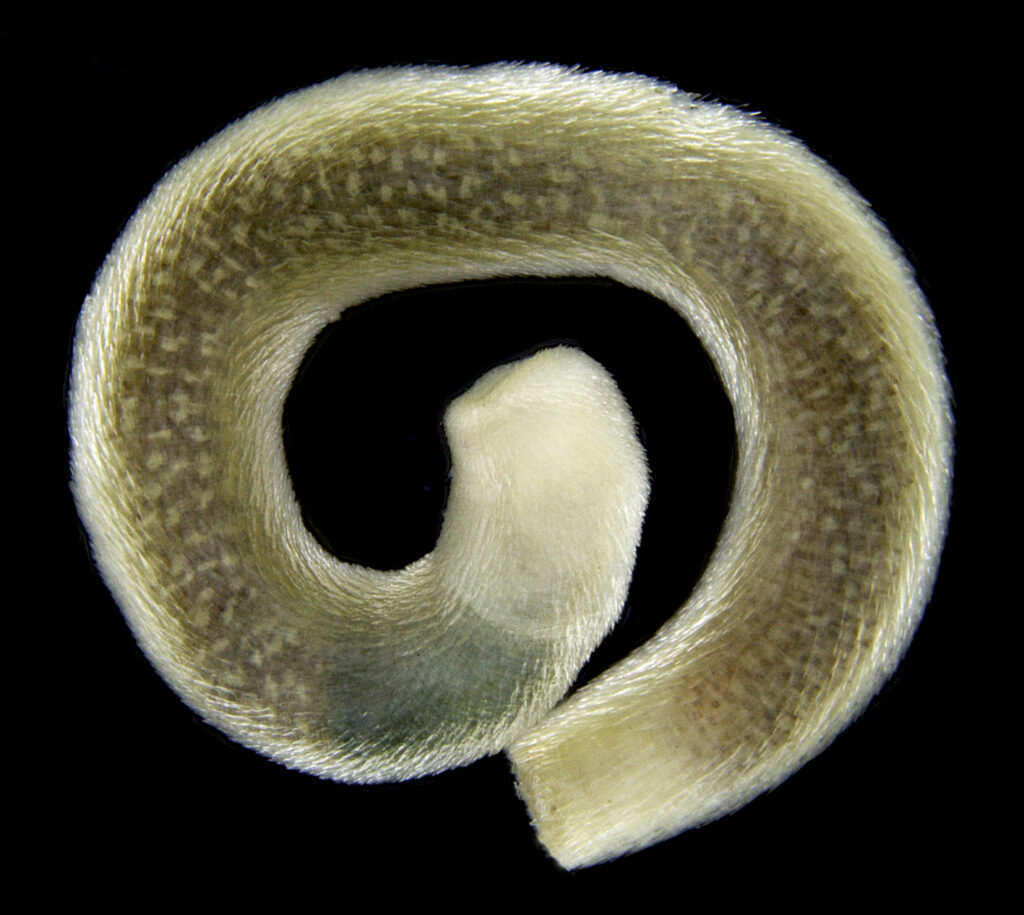 Scutopus robustus Scutopus robustus