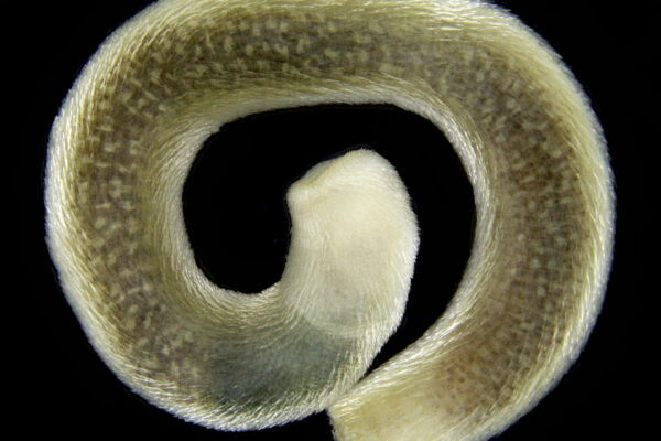 Scutopus robustus Scutopus robustus
