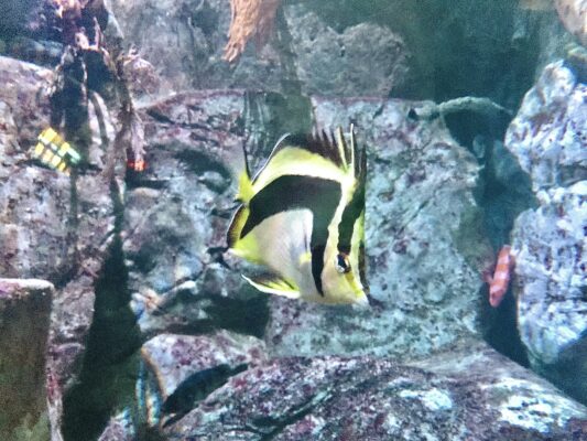 Scythe Butterflyfish (Prognathodes falcifer) |commons:File:Prognathodes falcifer.jpg