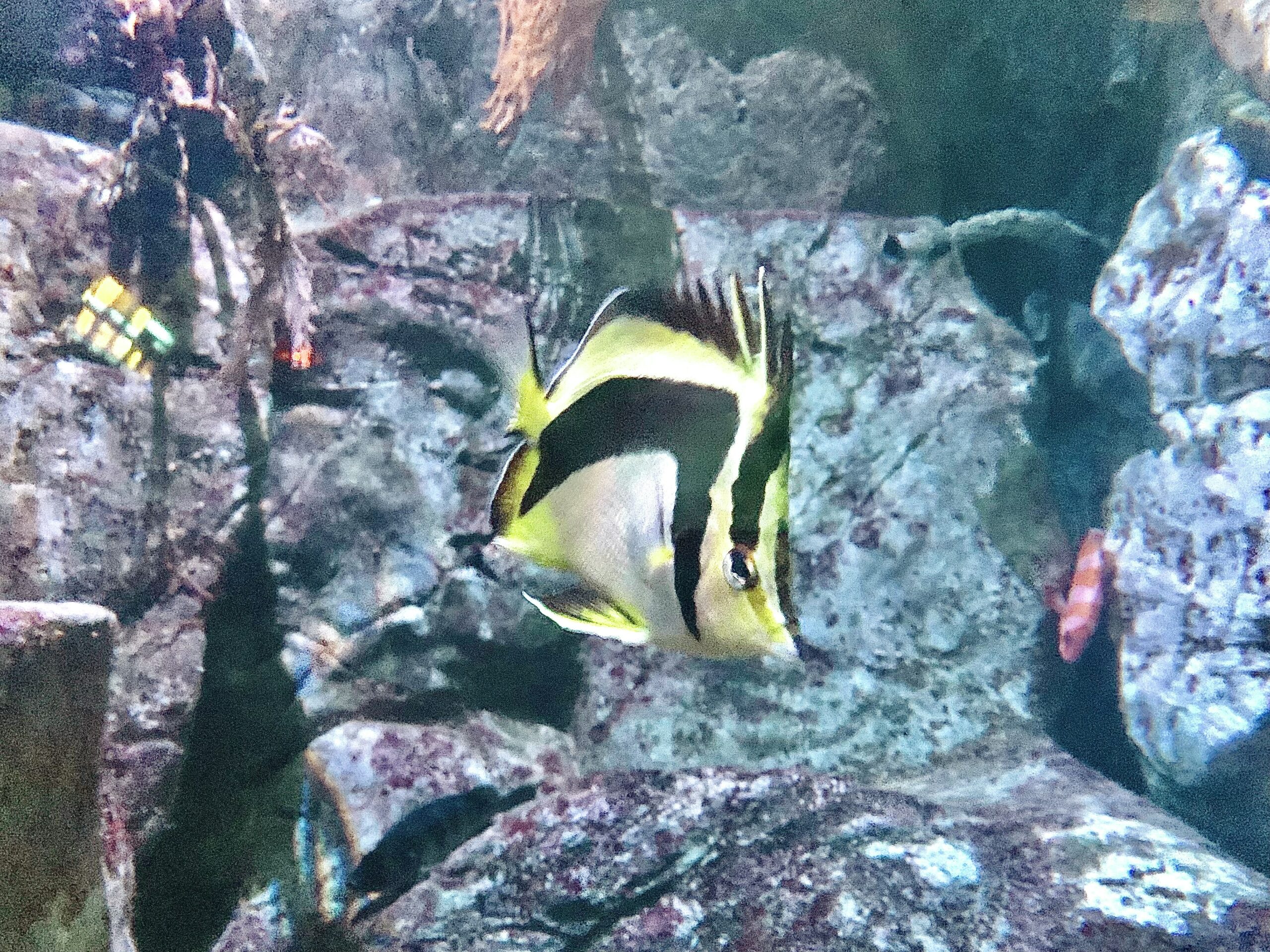 Scythe Butterflyfish (Prognathodes falcifer) |commons:File:Prognathodes falcifer.jpg