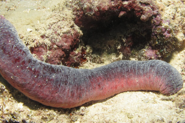Sea Cucumber Holothuria edulis