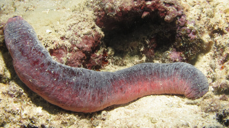 Sea Cucumber Holothuria edulis