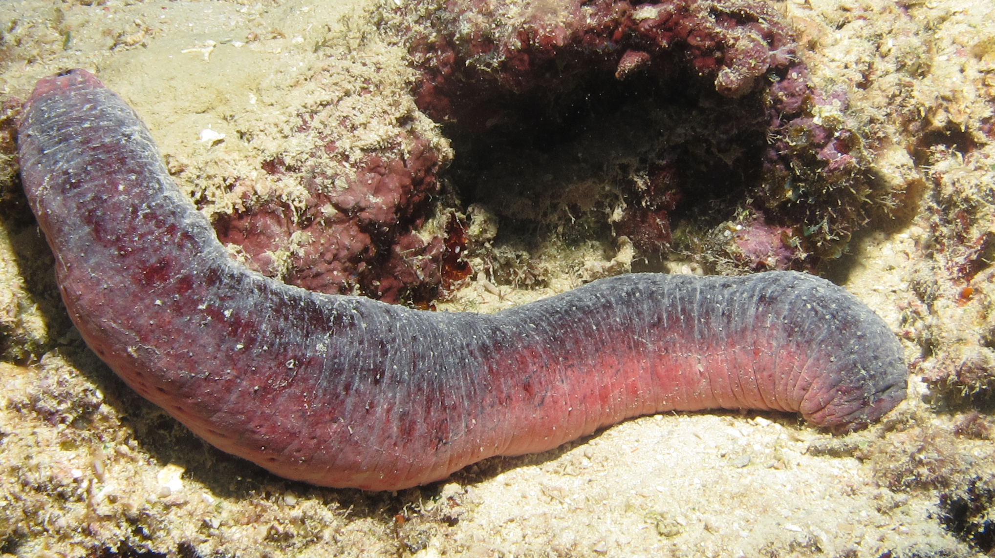 Sea Cucumber Holothuria edulis