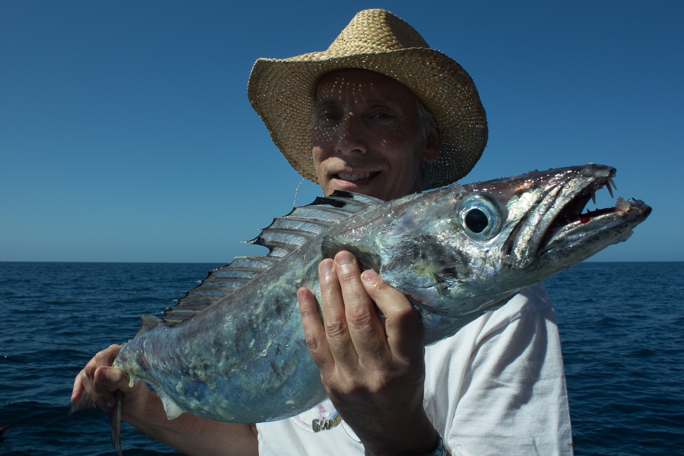 Sea Gemfish (Rexea solandri) |commons:File:Rexea solandri.jpg