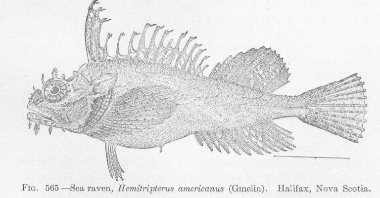Sea Raven (Hemitripterus americanus) |commons:File:FMIB 52137 Sea raven, Hemitripterus americanus (Gmelin) Halifax, Nova Scotia.jpeg