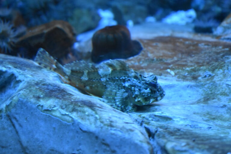 Sea Scorpion (Taurulus bubalis) |commons:File:Grand Aquarium Saint-Malo - Taurulus bubalis.jpg