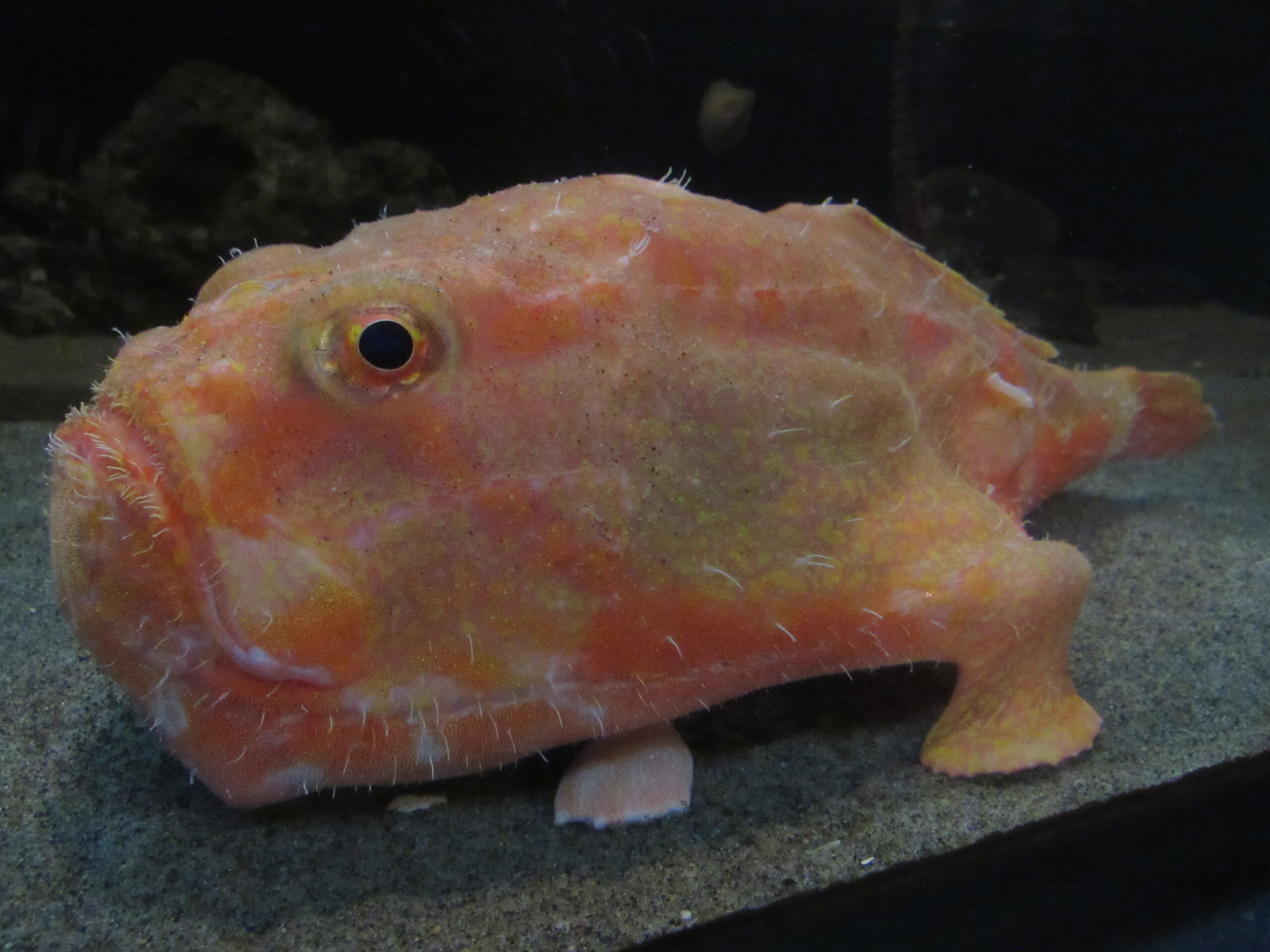 Sea Toad (Chaunax fimbriatus) |commons:File:Chaunax fimbriatus (Takeshima aquarium).jpg