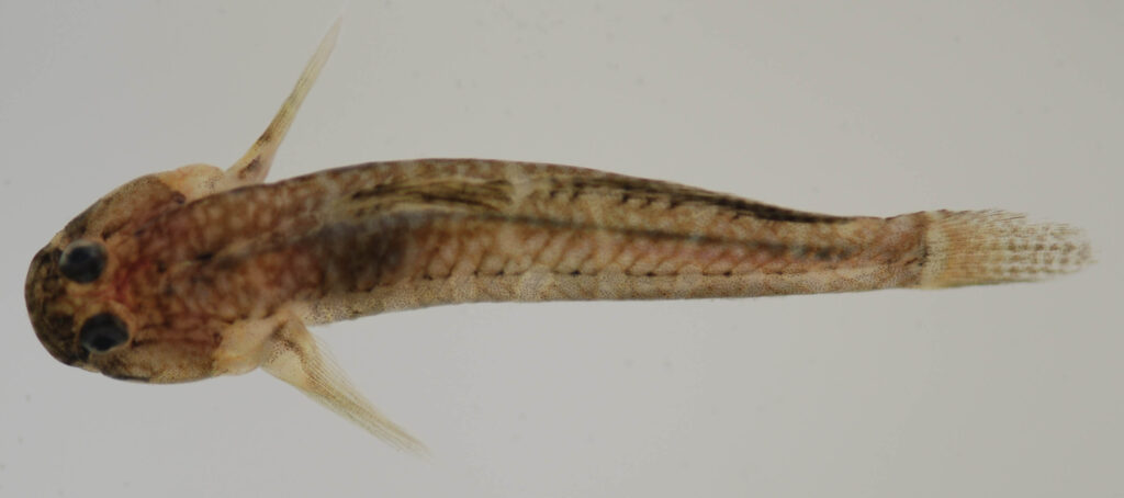 Seaboard Goby (Gobiosoma ginsburgi) |commons:File:Gobiosoma ginsburgi (S0609) (12592115714).jpg