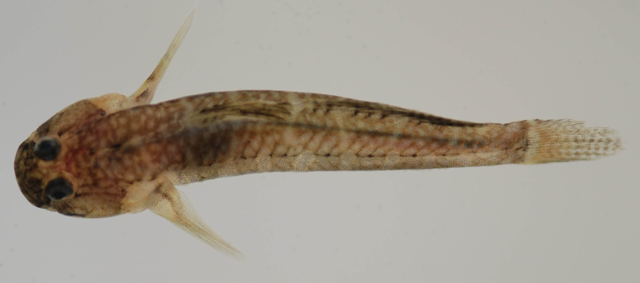 Seaboard Goby (Gobiosoma ginsburgi) |commons:File:Gobiosoma ginsburgi (S0609) (12592115714).jpg
