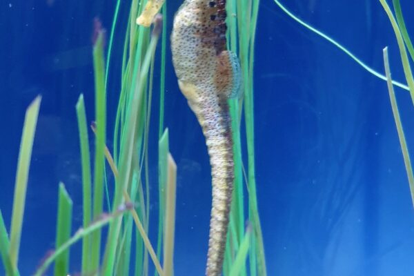 Seahorse Hippocampus kuda