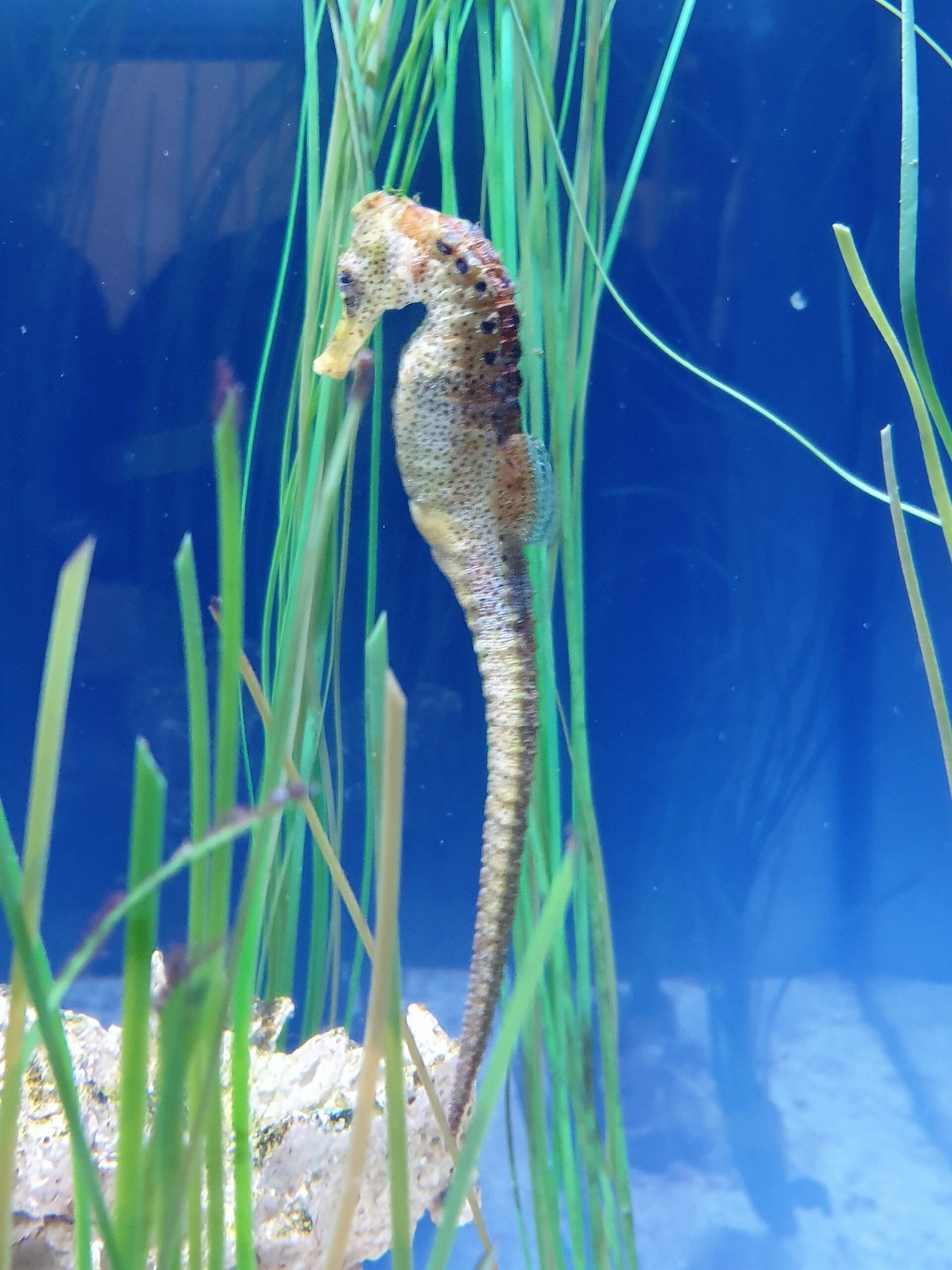 Seahorse Hippocampus kuda