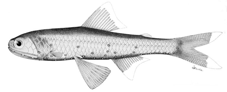 Sealed Headlightfish (Diaphus signatus) |commons:File:Diaphus signatus.jpg