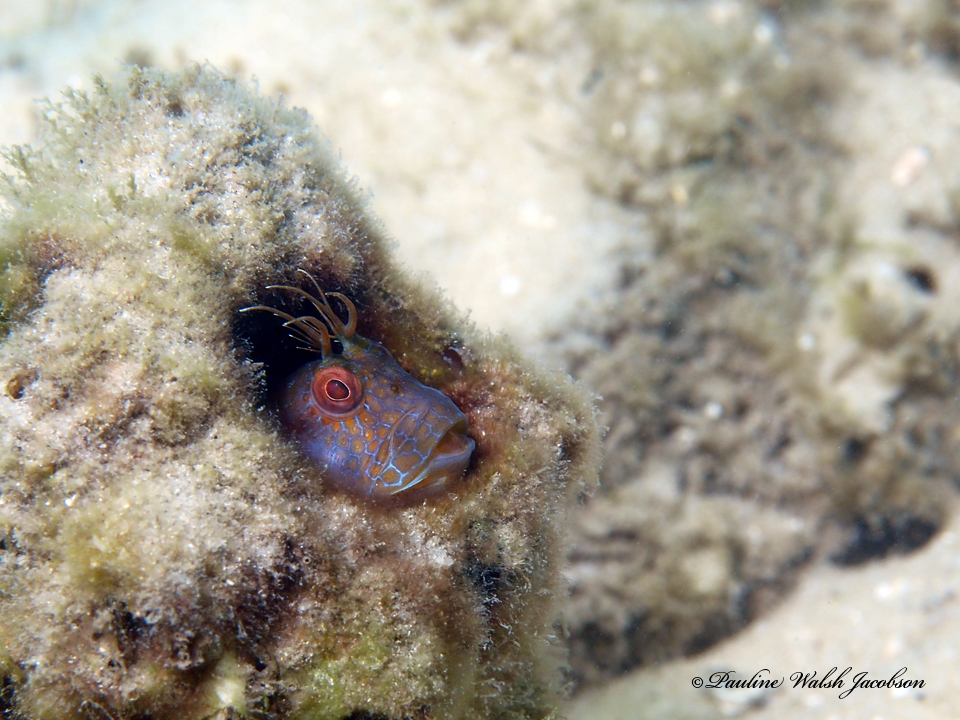 Seaweed Blenny (Parablennius marmoreus) |commons:File:Parablennius marmoreus 347496816.jpg