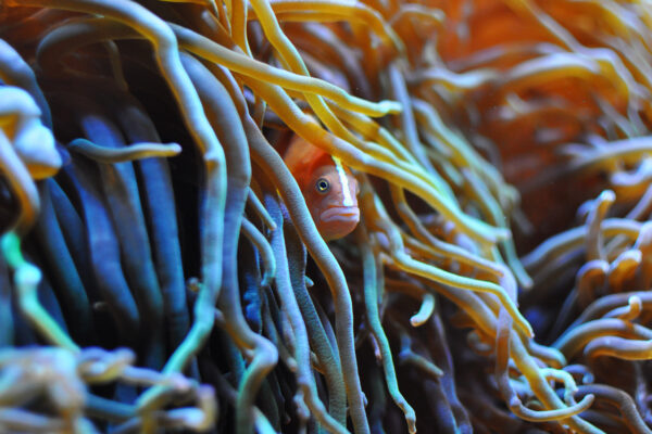 Sebae Anemone Heteractis crispa