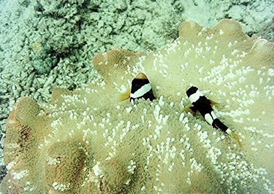 Sebae Clownfish (Amphiprion sebae) |commons:File:Amphiprion sebae, pareja.jpg