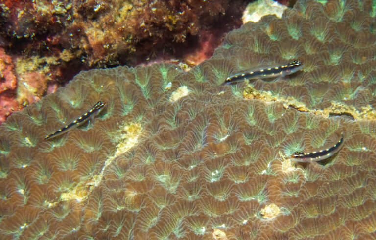 Sebree's dwarfgoby (Eviota sebreei) |commons:File:Eviota sebreei 341861830.jpg