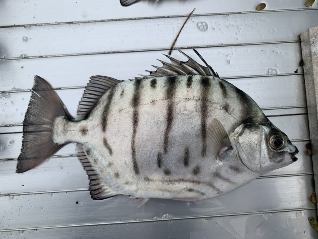 Selenotoca multifasciata (Selenotoca multifasciata) |commons:File:Selenotoca multifasciata 385742959.jpg