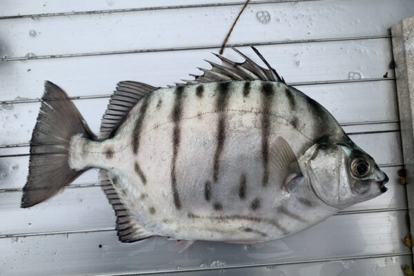 Selenotoca multifasciata (Selenotoca multifasciata) |commons:File:Selenotoca multifasciata 385742959.jpg