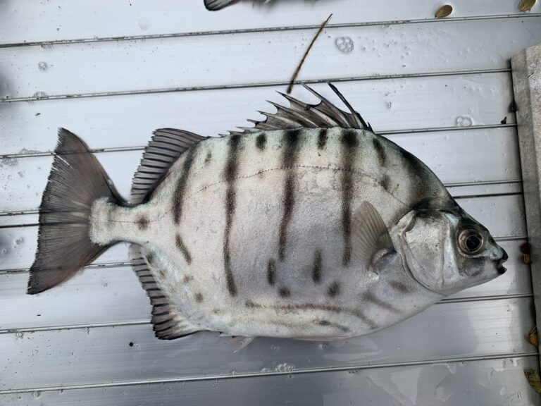 Selenotoca multifasciata (Selenotoca multifasciata) |commons:File:Selenotoca multifasciata 385742959.jpg