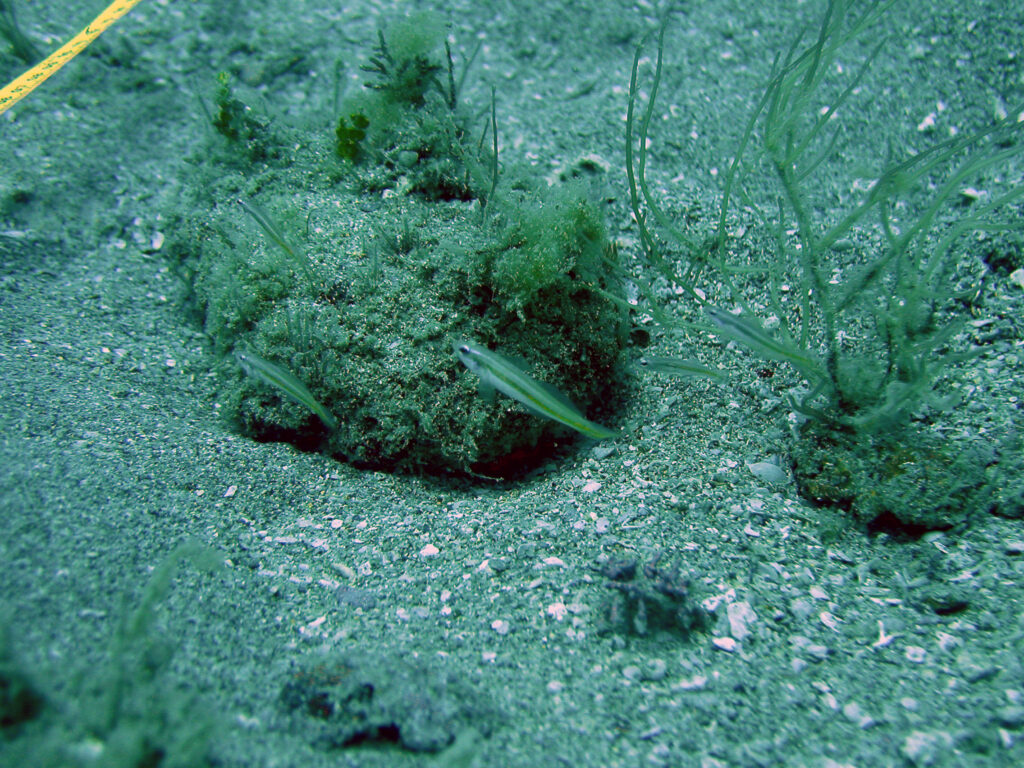 Seminole Goby (Microgobius carri) |commons:File:Microgobius carri - Reef1826.jpg