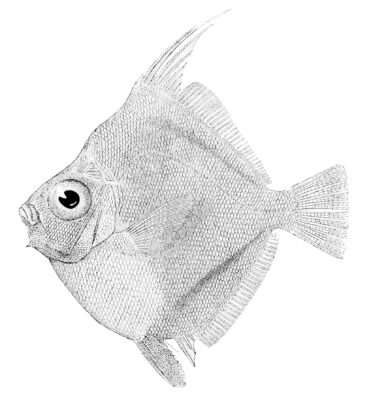 Senbei Fish (Antigonia eos) |commons:File:Antigonia eos.jpg