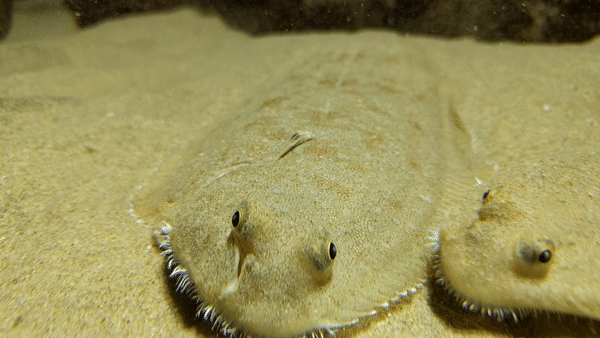 Senegal Sole (Solea senegalensis) |commons:File:Solea senegalensis, Sevilla, España, 2017.gif