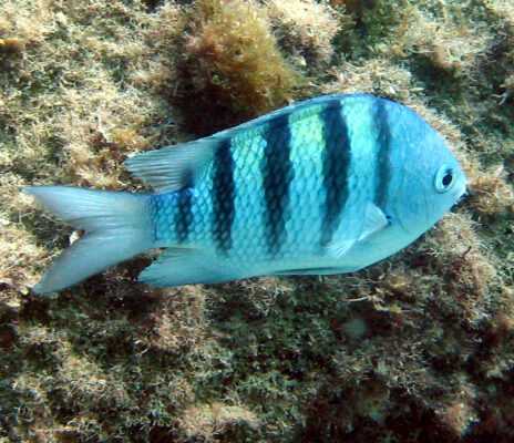 Sergeant Major (Abudefduf saxatilis) |commons:File:Abudefduf saxatilis.jpg