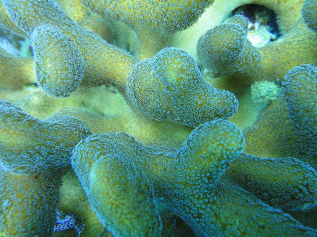 Seriatopora Caliendrum (Seriatopora caliendrum) |commons:File:Seriatopora caliendrum, Cebú.jpg