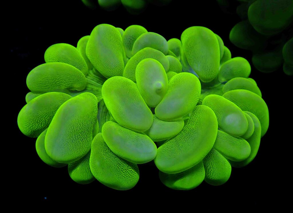 Seriatopora Guttata (Seriatopora guttata) |commons:File:Seriatopora guttata-1.jpg