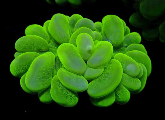Seriatopora Guttata (Seriatopora guttata) |commons:File:Seriatopora guttata-1.jpg