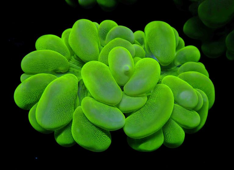 Seriatopora Guttata (Seriatopora guttata) |commons:File:Seriatopora guttata-1.jpg