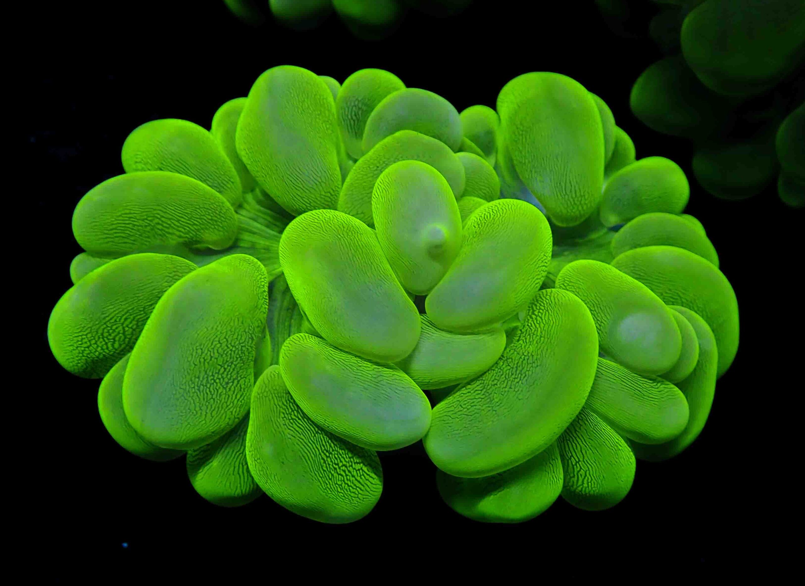 Seriatopora Guttata (Seriatopora guttata) |commons:File:Seriatopora guttata-1.jpg