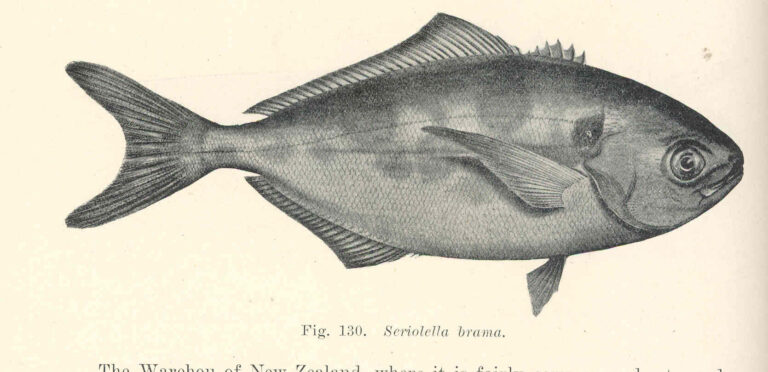 Seriolella brama (Seriolella brama) |commons:File:FMIB 45638 Seriolella brama.jpeg