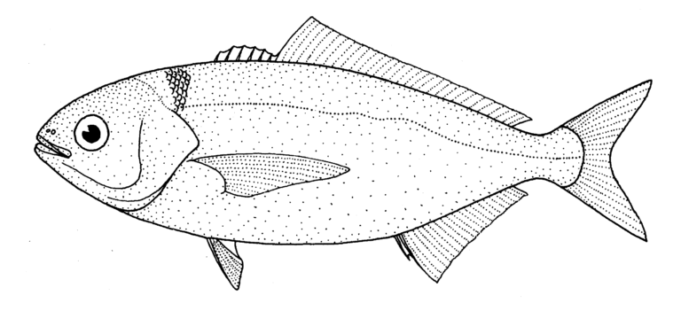 Seriolella caerulea (Seriolella caerulea) |commons:File:Seriolella caerulea (White warehou).gif