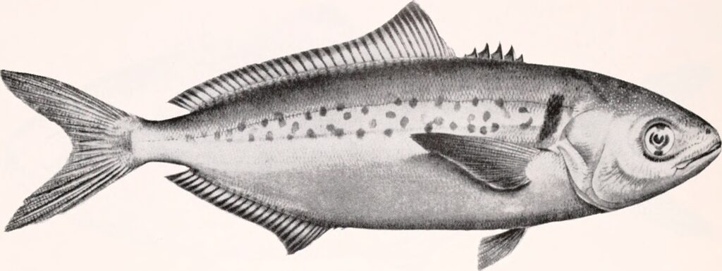 Seriolella punctata (Seriolella punctata) |commons:File:Seriolella punctata.jpg