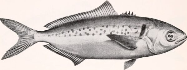 Seriolella punctata (Seriolella punctata) |commons:File:Seriolella punctata.jpg