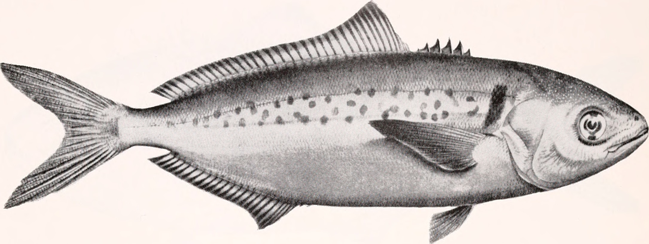 Seriolella punctata (Seriolella punctata) |commons:File:Seriolella punctata.jpg