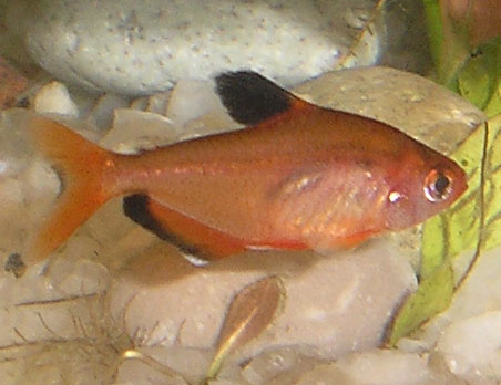 Serpae Tetra (Hyphessobrycon eques) |commons:File:Hyphessobrycon eques.jpg
