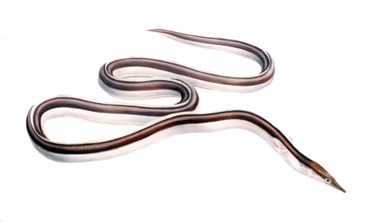 Serpent Eel (Ophisurus serpens) |commons:File:Ophisurus serpens1.jpg