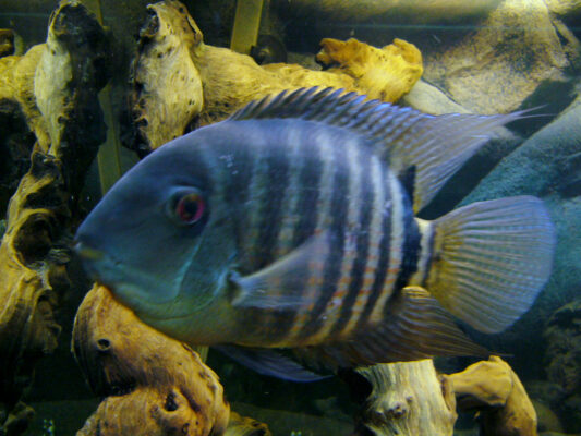 Severum (Heros severus) |commons:File:Heros severus.JPG