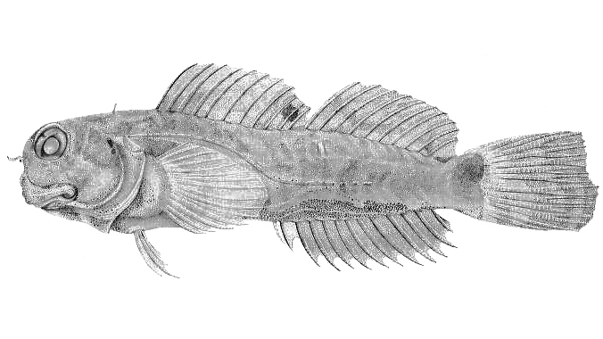Seychelle's Blenny (Stanulus seychellensis) |commons:File:Stanulus seychellensis.jpg