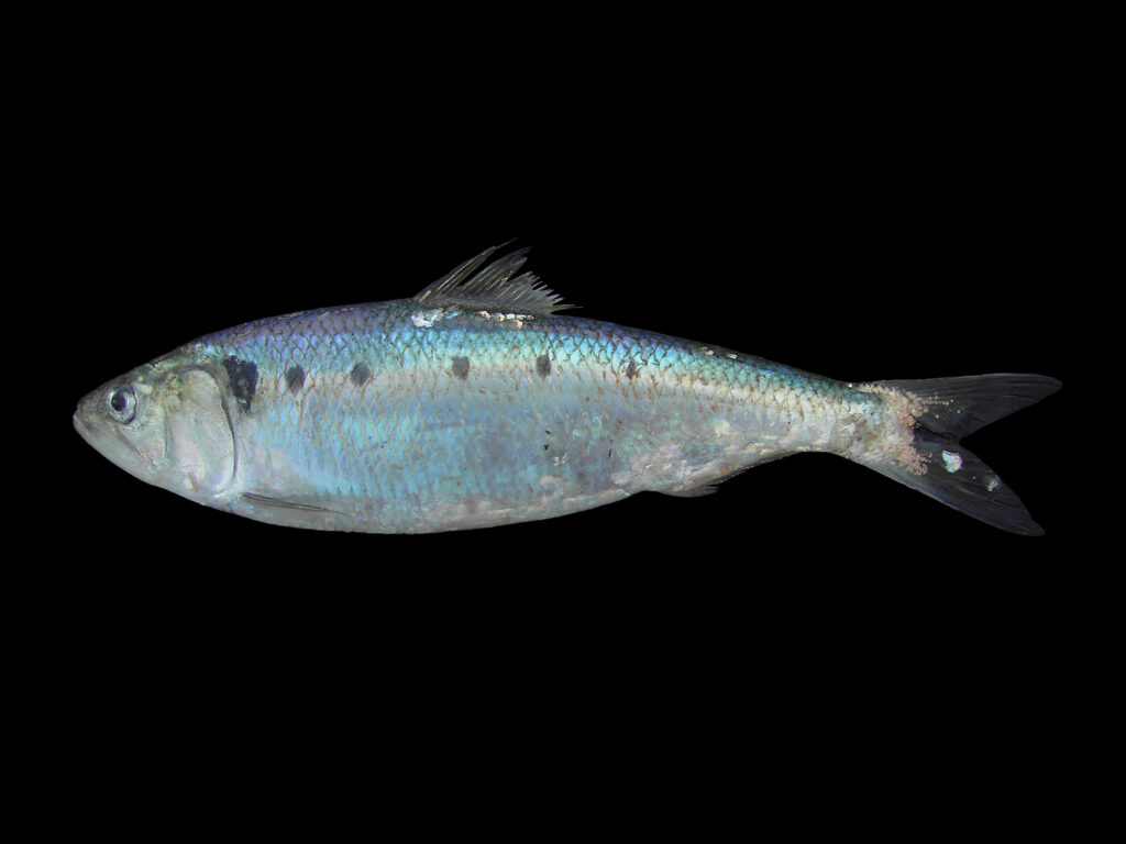 Shad (Alosa fallax) |commons:File:Alosa fallax.jpg