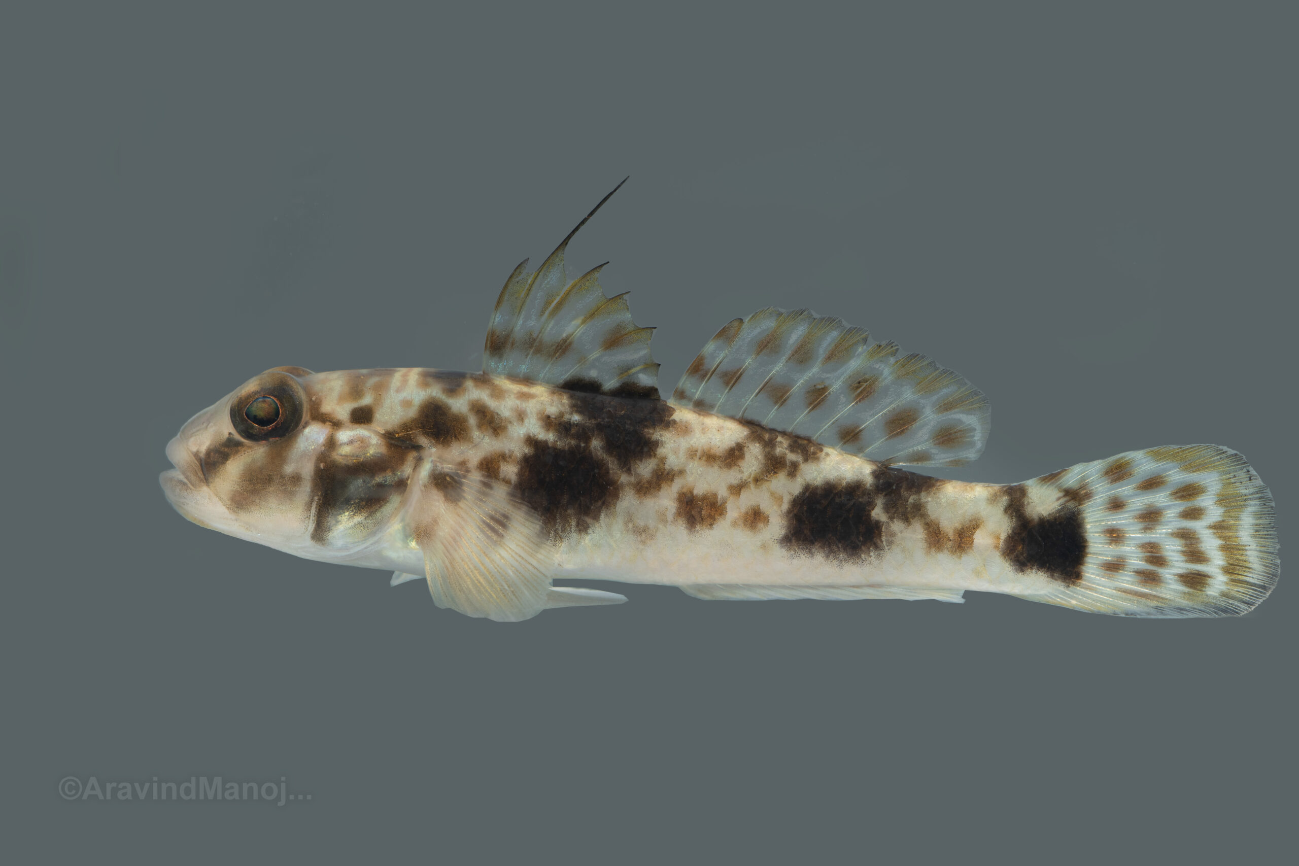Shadow Goby (Yongeichthys nebulosus) |commons:File:Yongeichthys nebulosus.jpg
