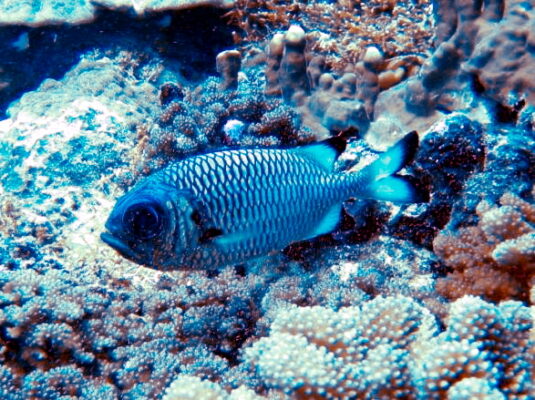 Shadowfin Soldierfish (Myripristis adusta) |commons:File:Holocentridae - Myripristis adusta.jpg