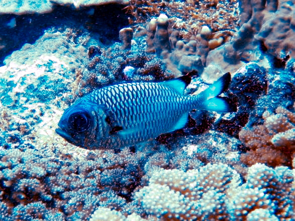 Shadowfin Soldierfish (Myripristis adusta) |commons:File:Holocentridae - Myripristis adusta.jpg