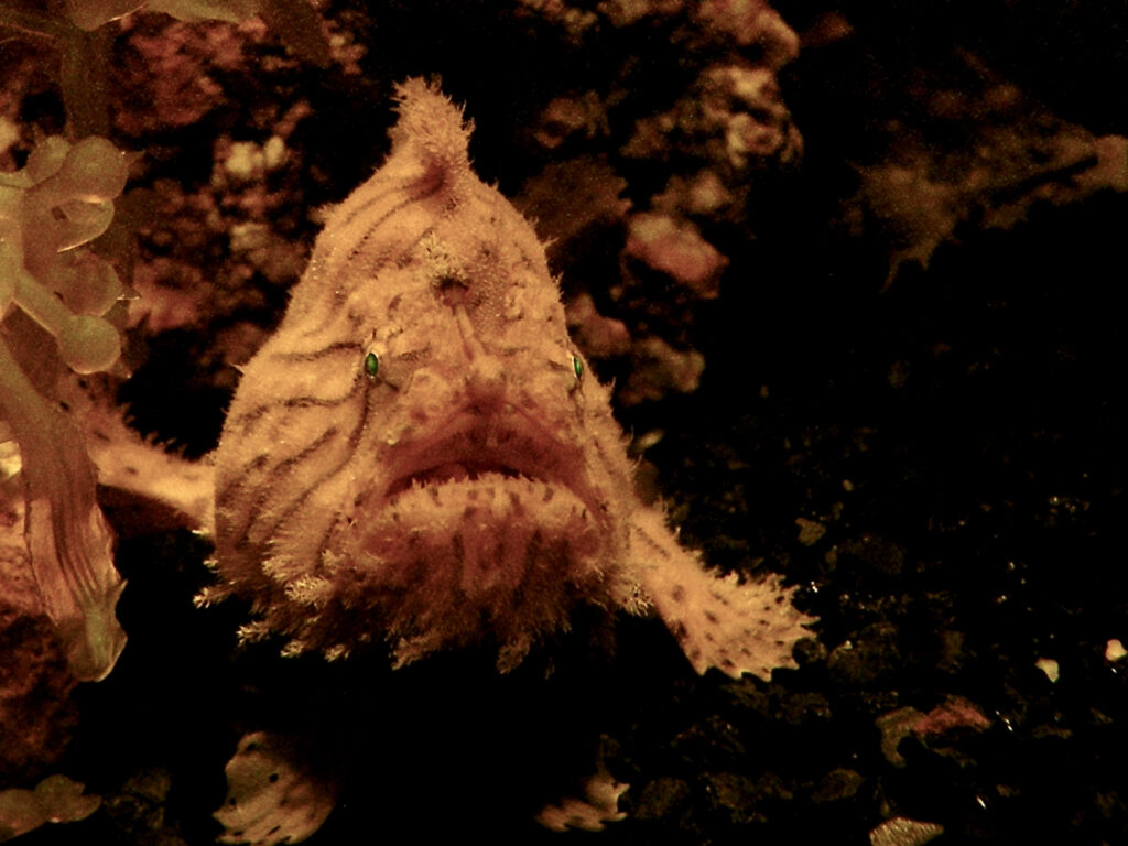 Shaggy Angler (Antennarius hispidus) |commons:File:Antennariidae Antennarius hispidus 1.jpg