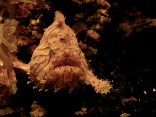 Shaggy Angler (Antennarius hispidus) |commons:File:Antennariidae Antennarius hispidus 1.jpg