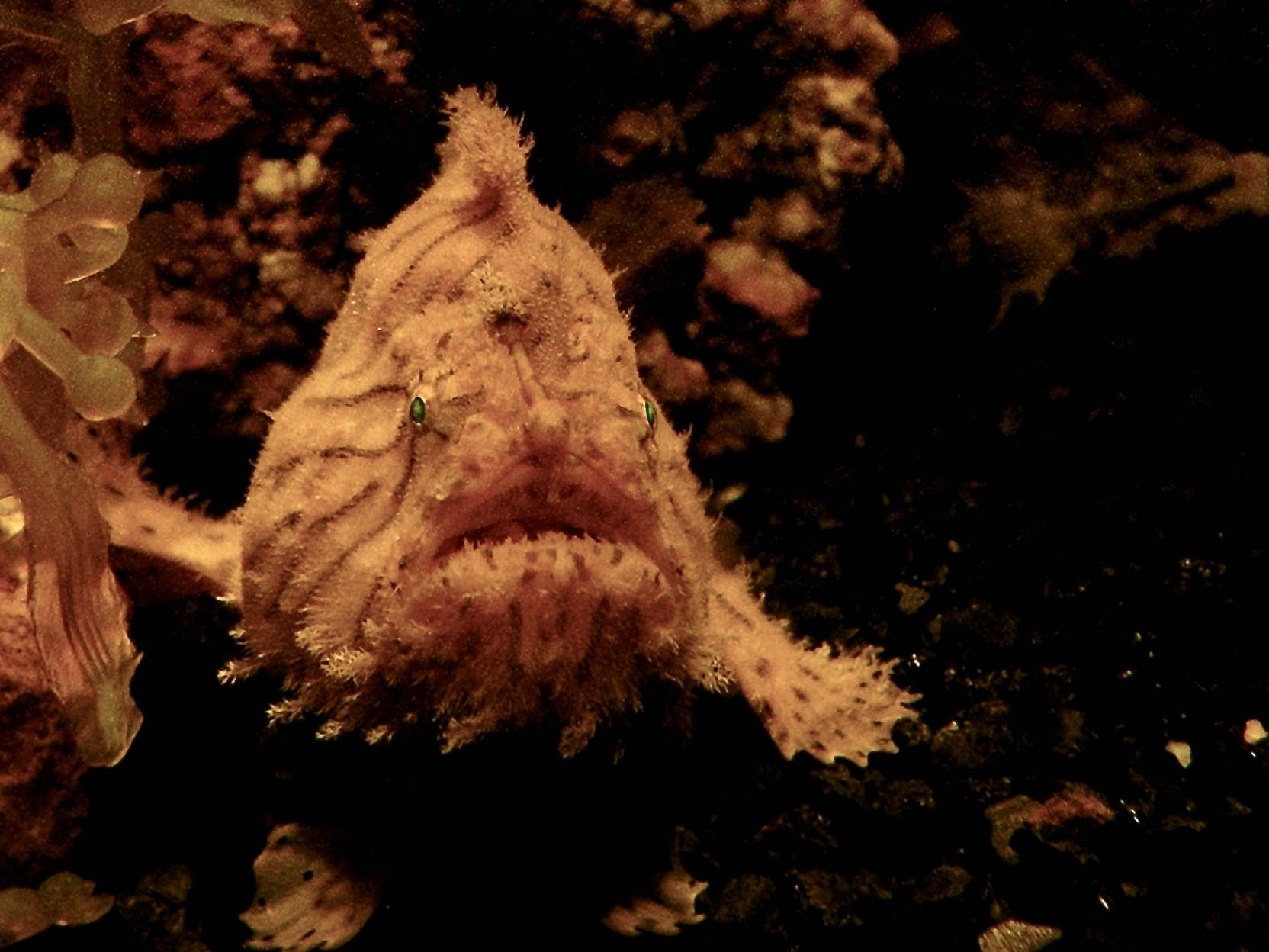 Shaggy Angler (Antennarius hispidus) |commons:File:Antennariidae Antennarius hispidus 1.jpg